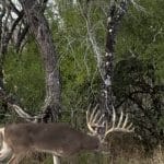 Atascosa240big12