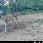 Atascosa240deerbuck