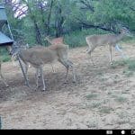 Atascosa240deerfeeder