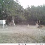 Bandera136axisbuck
