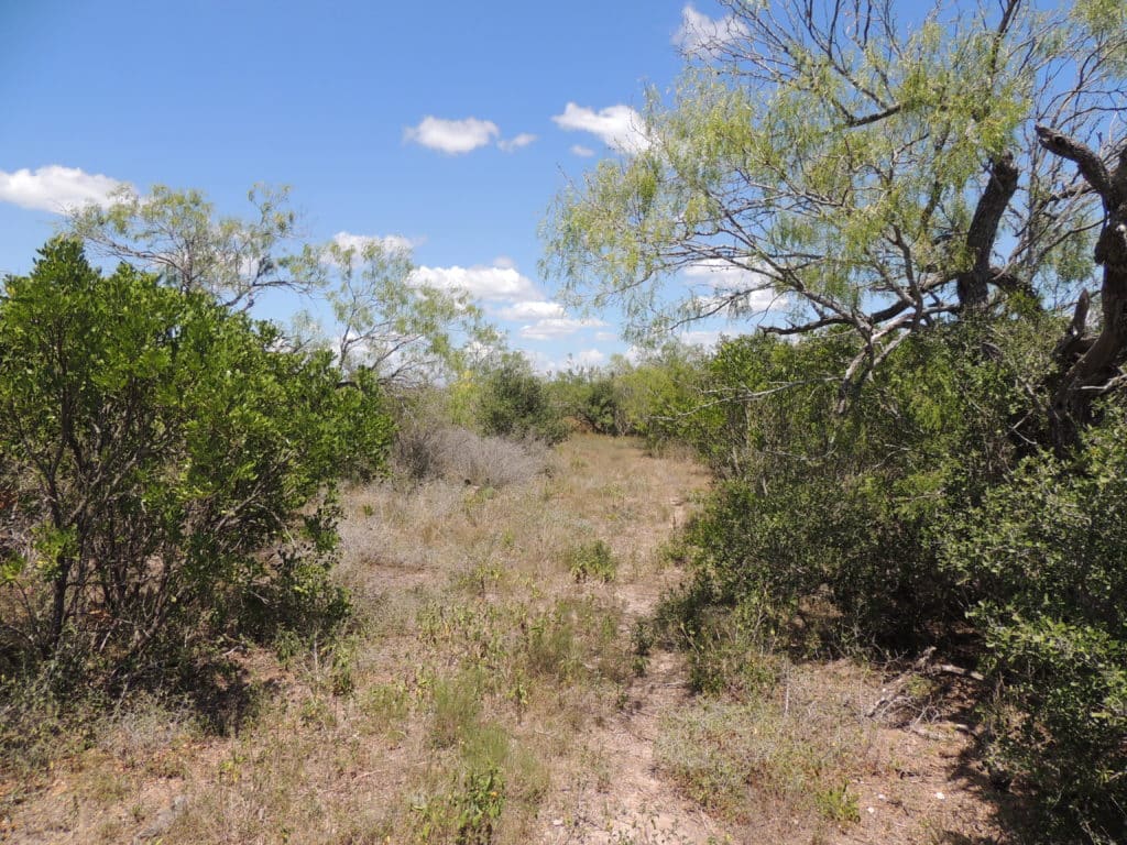 253 acres Duval County High Fenced Ranch - Busbee Ranches